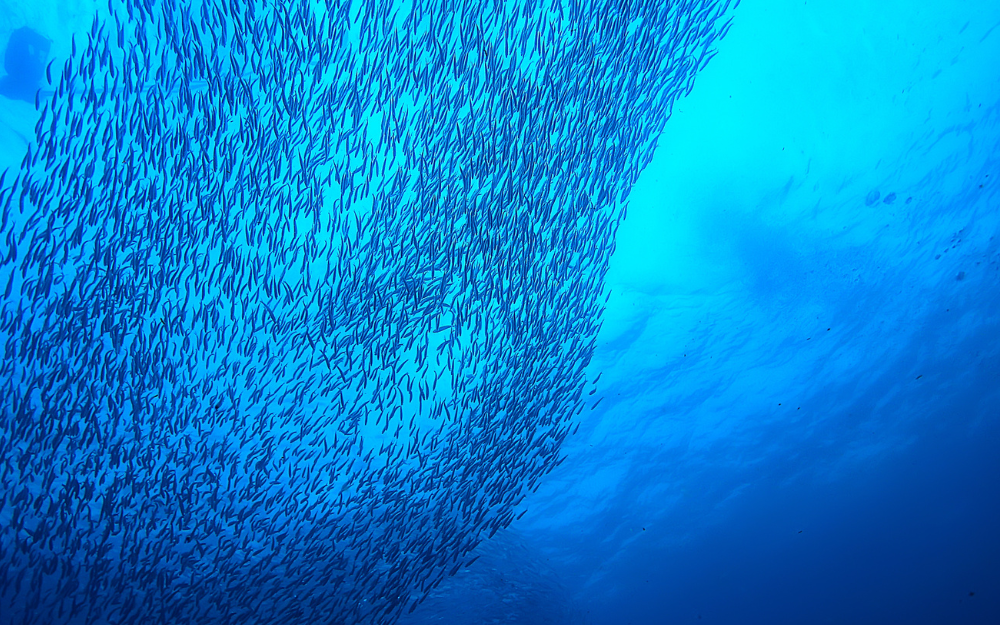 Fish Schooling Underwater Fish Schooling Underwater